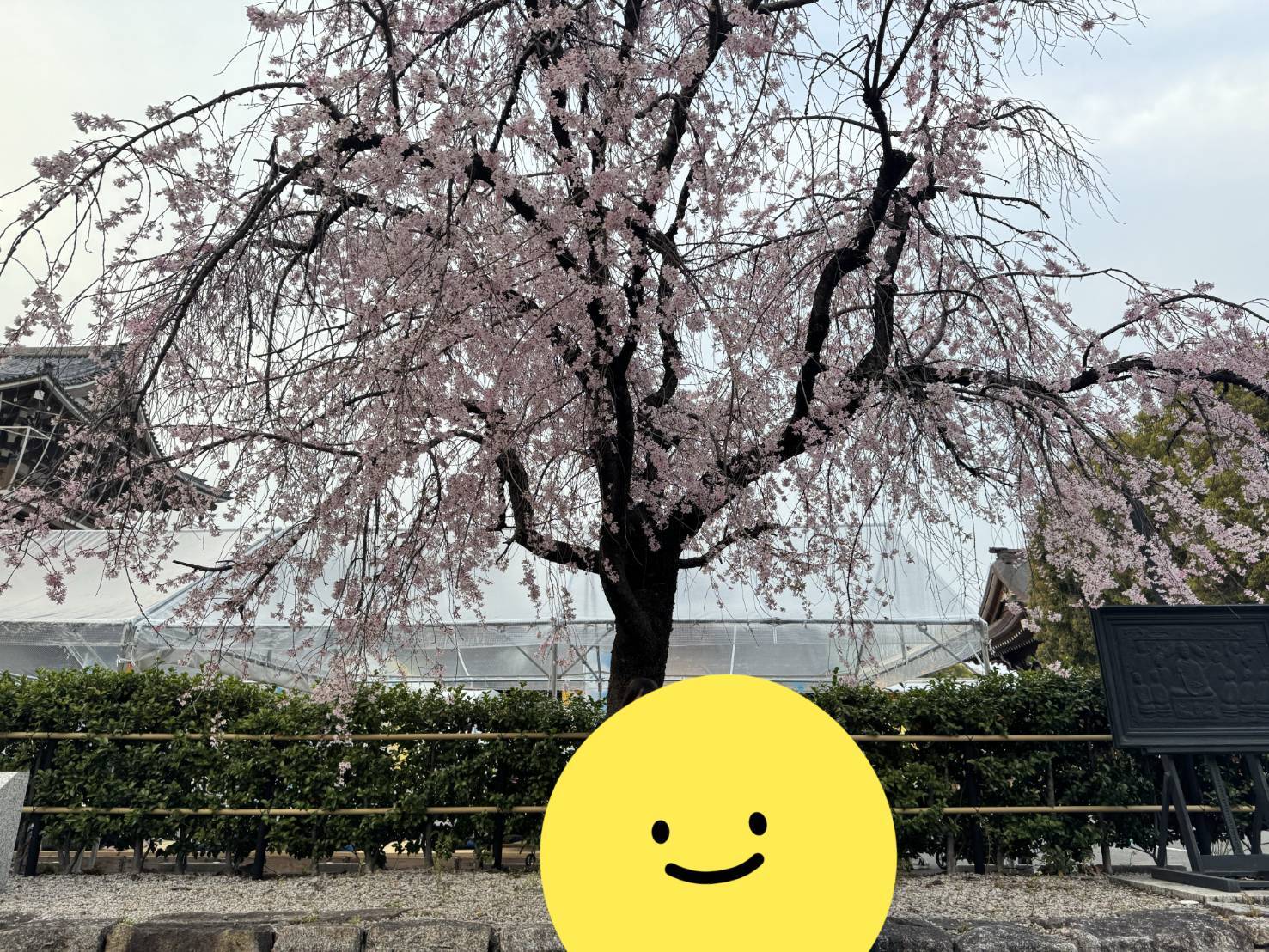 お花見、東別院