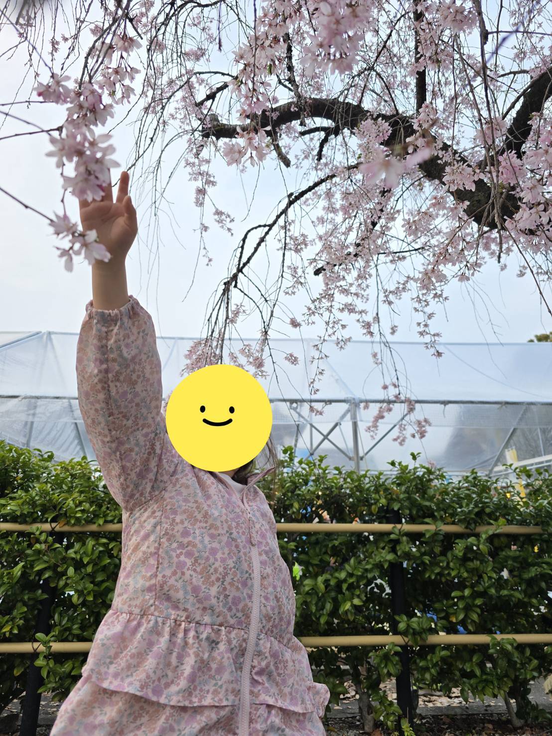 東別院のお花見