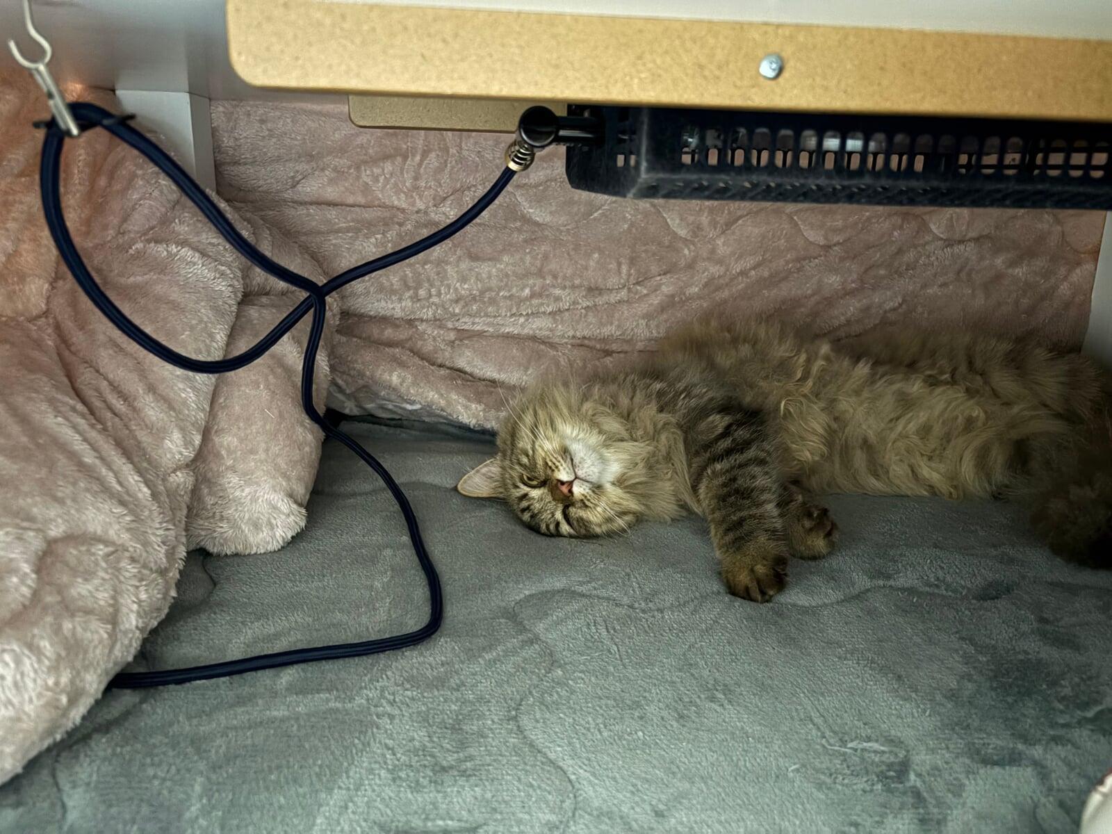 初めてのこたつ